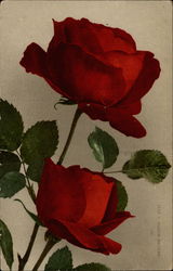 Ulrich Bronen rose Postcard