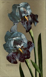 Iris Postcard