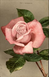 Bridesmaid Rose Postcard