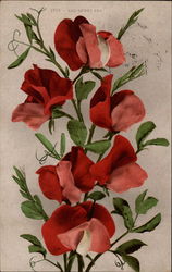 Red Sweet Pea Flowers Postcard Postcard