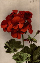 Red geraniums Postcard