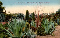 Cactus Garden, Westlake Park Postcard