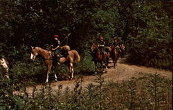 Boy Scouts on Horseback Postcard Postcard