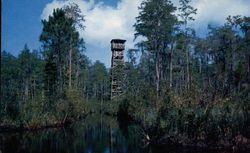 Okefenokee Swamp Park Waycross, GA Postcard Postcard