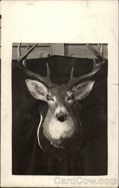 Mounted Deer Head