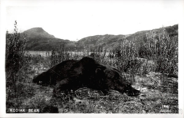 Killed Kodiak bear Hunting