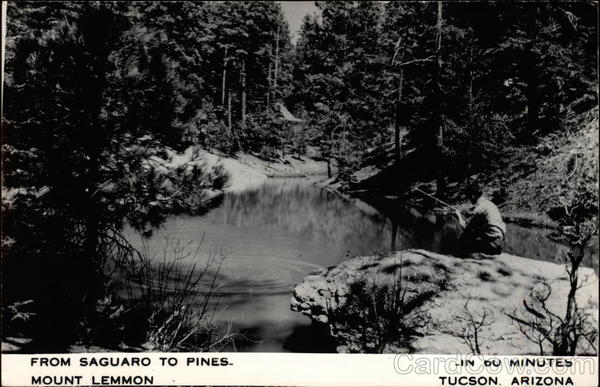 From Saguaro to Pines..in 60 minutes; Mount Lemmon Tucson Arizona