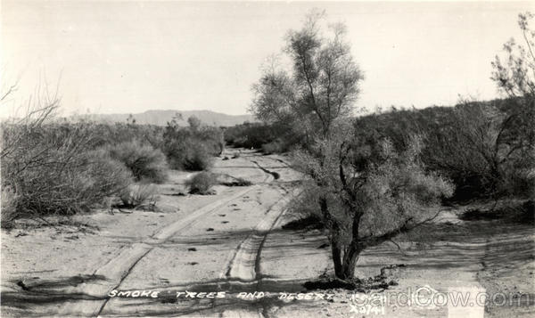 Smoke trees lining desert road Landscapes