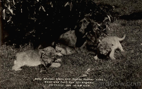 Baby African Lions and Foster Mother Lucy, Eastlake Park Zoo Los Angeles California