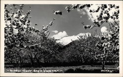 Bitter Root appleblossoms Postcard