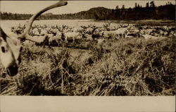 Reindeer Herd, Lake Iliamna Alaska Postcard Postcard