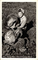 Cabbage Grown in Matanuska Valley Postcard