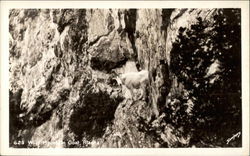 Wild Mountain Goat Postcard