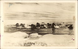 Walrus among Ice Floes in the Bering Sea Postcard