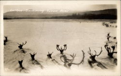 Caribou swimming the Yukon River Postcard Postcard