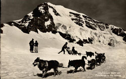 Husky dog sled team on glacier Postcard