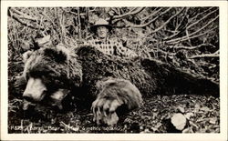 Bear shot by hunter Postcard