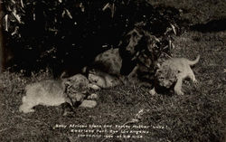 Baby African Lions and Foster Mother "Lucy", Eastlake Park Zoo Postcard