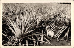 Pineapple Field Postcard