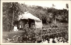 Grass hut and taro patch Grass hut and taro patch