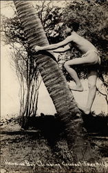 Hawaiian boy climbing cocoanut tree Postcard