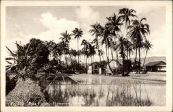 Rice Fields - Hawaiian Islands Postcard