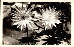 Water Lily - Hawaiian Islands Water Lily - Hawaiian Islands