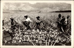 Pineapples at Harvest Time Postcard
