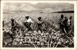 Pineapples at Harvest Time Hawaii Postcard Postcard