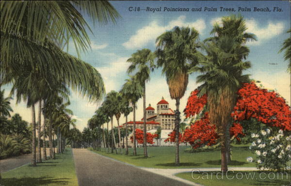 Royal Poinciana and Palm Trees Palm Beach Florida