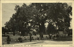 The Historical Evangeline Oak Postcard