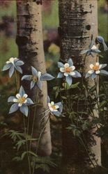 Colorado Columbines growing along the aspens Postcard