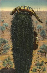 Gila Monster Postcard