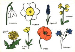 Drawings of assorted flowers Dick Bruna Modern