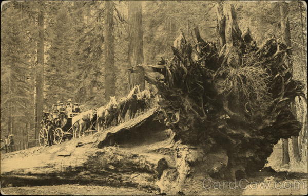 Horses and Carriage on Fallen Monarch, Mariposa Grove Wawona California