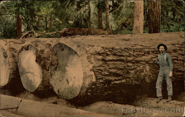 Giant Fir Logs Ready For The Mill Logging