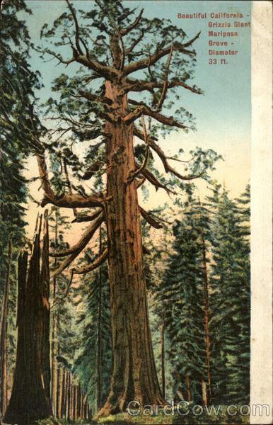 Mariposa Big Tree Grove Fish Camp California