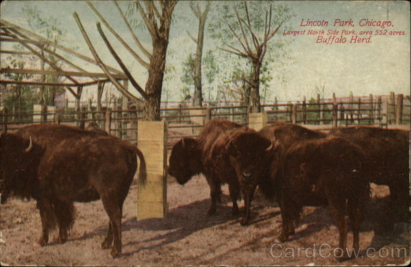 Buffalo Herd, Lincoln Park Chicago Illinois