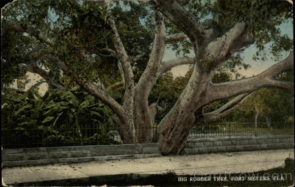 Big Rubber Tree Fort Myers Florida