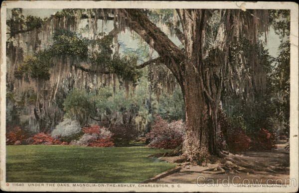 Under the Oaks, Magnolia-on-the-Ashley Charleston South Carolina