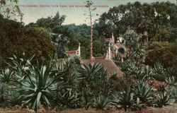 Cactus Garden, Golden Gate Park San Francisco, CA Postcard Postcard