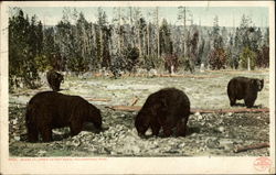 Bears at Upper Geyser Basin, Yellowstone Park Yellowstone National Park Postcard Postcard