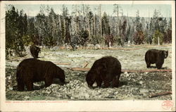 Bears at Upper Geyser Basin, Yellowstone Park Postcard