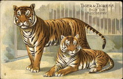 Tiger and Tigress Manchester, England Tigers Postcard Postcard