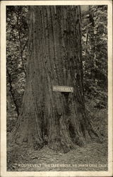 "Roosevelt" Big Tree Grove Santa Cruz, CA Postcard Postcard