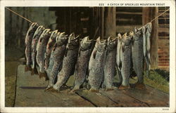 A Catch of Speckled Mountain Trout A Catch of Speckled Mountain Trout