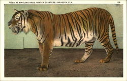 Tiger at Ringling Brothers Winter Quarters Postcard