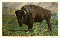 Buffalo (American Bison) Yellowstone National Park, WY Postcard Postcard