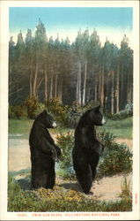 Twin Cub Bears Yellowstone National Park, WY Postcard Postcard