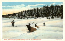 Elk Stalled in Snow - Hayden Valley Postcard